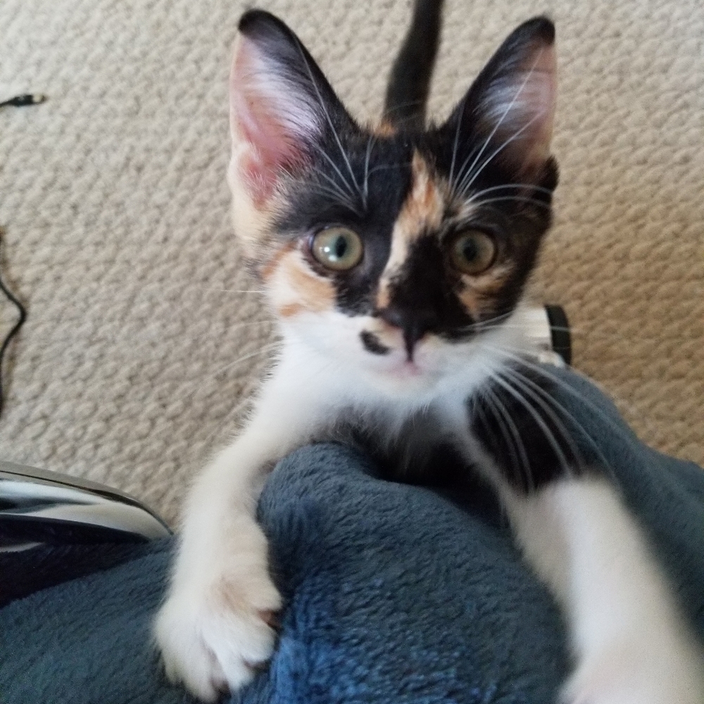 Meet your Posher, Cassie